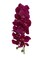 12-Pack: Massive Purple Phalaenopsis Orchid Stem by Floral Home®